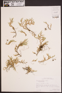 Selaginella tortipila image