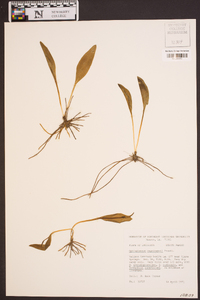 Ophioglossum engelmannii image