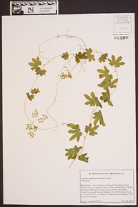 Lygodium palmatum image