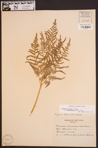 Pteridium aquilinum subsp. pseudocaudatum image