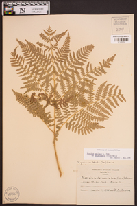 Pteridium aquilinum subsp. pseudocaudatum image