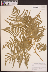 Pteridium aquilinum subsp. pseudocaudatum image