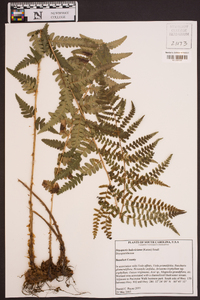 Dryopteris ludoviciana image