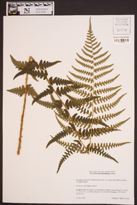 Dryopteris celsa image