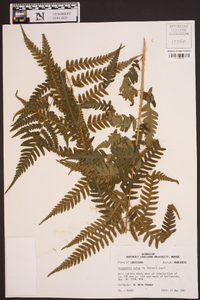 Dryopteris celsa image