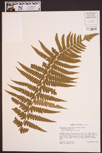 Dryopteris ludoviciana image