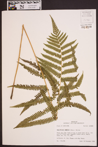 Thelypteris kunthii image