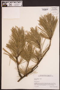 Pinus echinata image