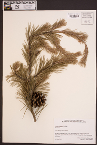 Pinus echinata image