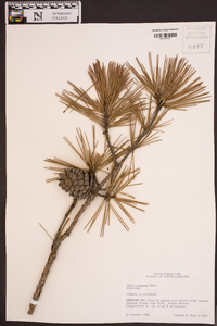 Pinus echinata image