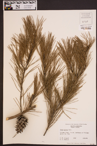 Pinus glabra image