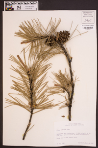 Pinus echinata image