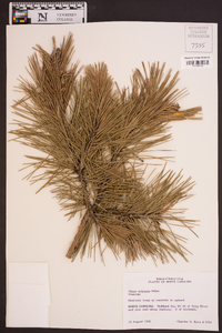 Pinus echinata image