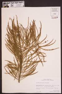 Taxodium ascendens image