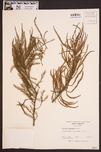 Taxodium ascendens image