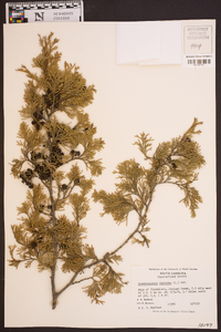 Chamaecyparis thyoides image