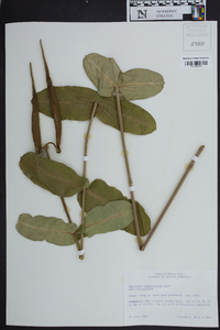 Asclepias amplexicaulis image