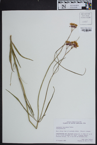 Asclepias lanceolata image