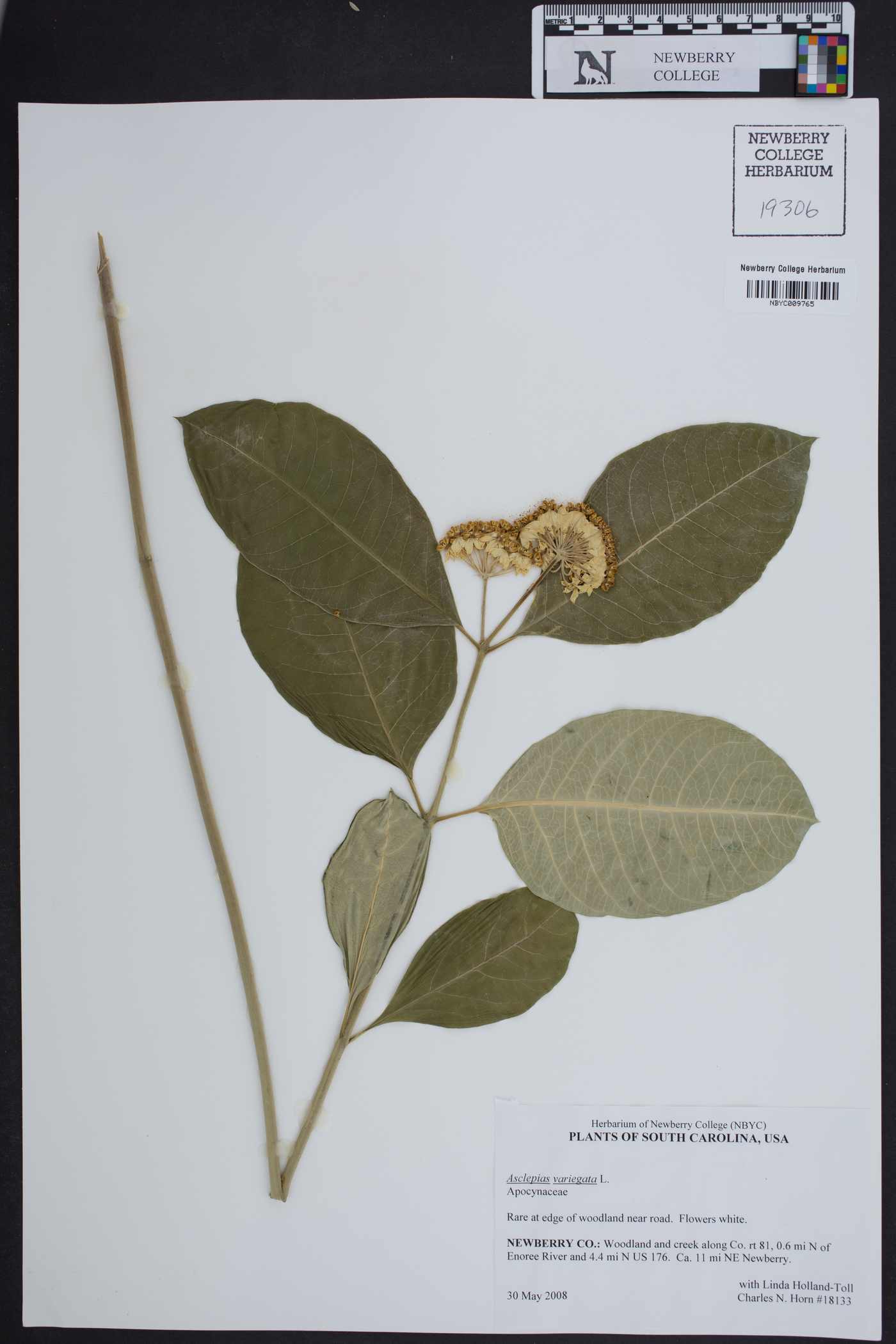 Asclepias variegata image