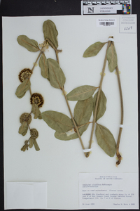 Asclepias viridiflora image