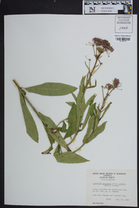 Asclepias incarnata subsp. pulchra image