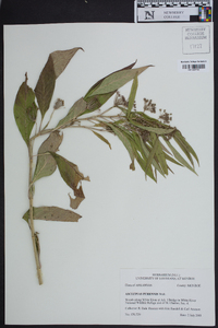 Asclepias perennis image