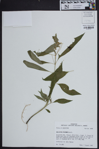 Asclepias perennis image