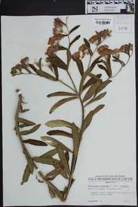 Asclepias tuberosa subsp. tuberosa image