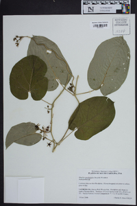 Matelea carolinensis image