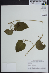 Matelea decipiens image