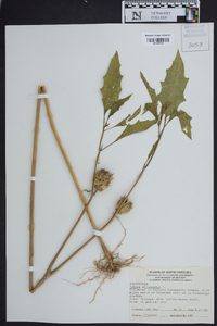 Datura stramonium image