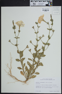 Image of Petunia × atkinsiana