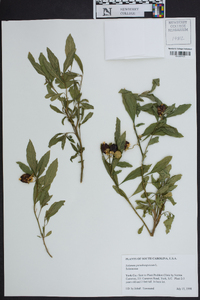 Solanum pseudocapsicum image