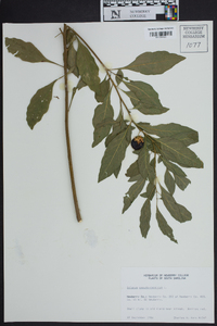 Solanum pseudocapsicum image