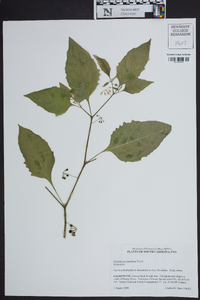 Solanum ptychanthum image