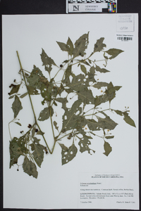 Solanum ptychanthum image