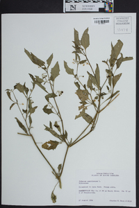 Solanum americanum image