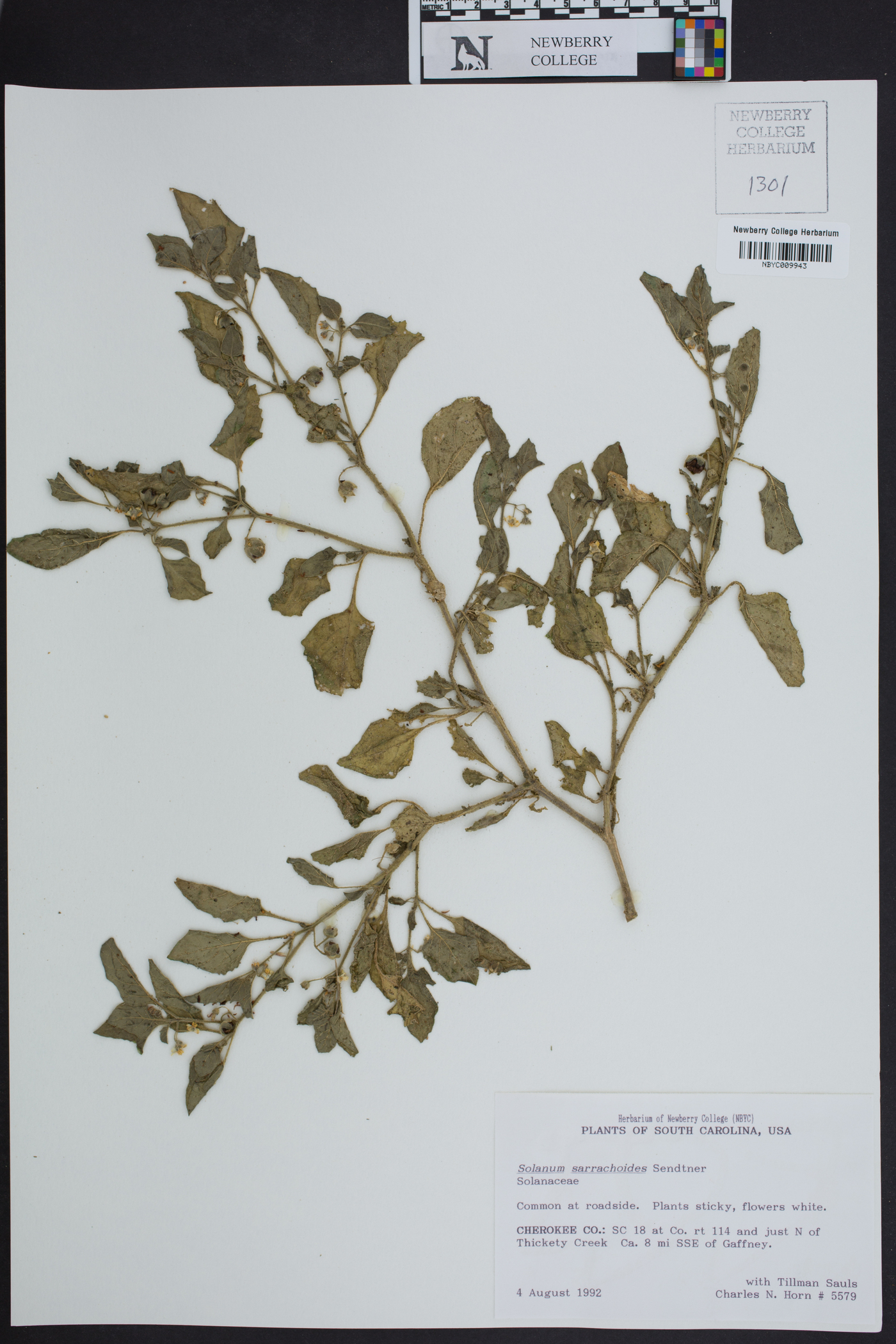 Solanum sarrachoides image