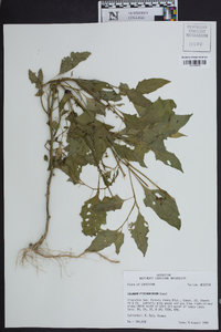 Solanum ptychanthum image