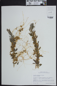 Cuscuta campestris image