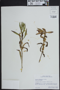 Cuscuta campestris image