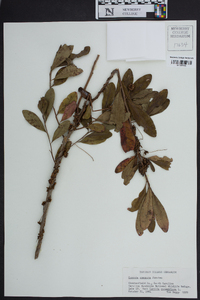 Cuscuta compacta image