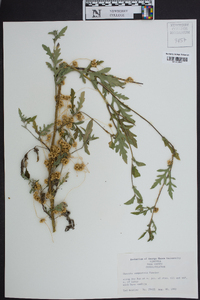 Cuscuta campestris image