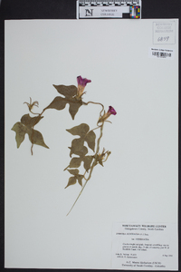 Ipomoea hederacea image