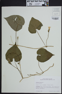 Ipomoea lacunosa image