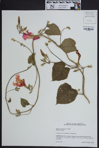 Ipomoea purpurea image