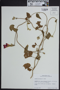 Ipomoea purpurea image