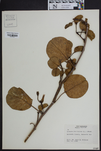 Ipomoea pes-caprae image