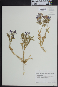 Phlox drummondii image