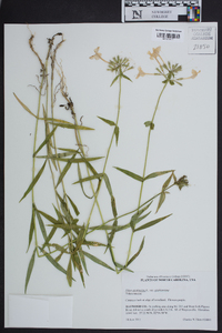 Phlox glaberrima image